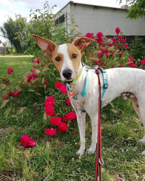 Bosco, tenemos chico nuevo…