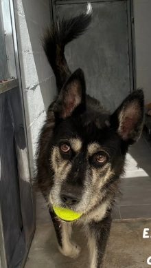 Lobo, unos días y… a casa