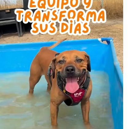 Voluntarios, un bien escaso